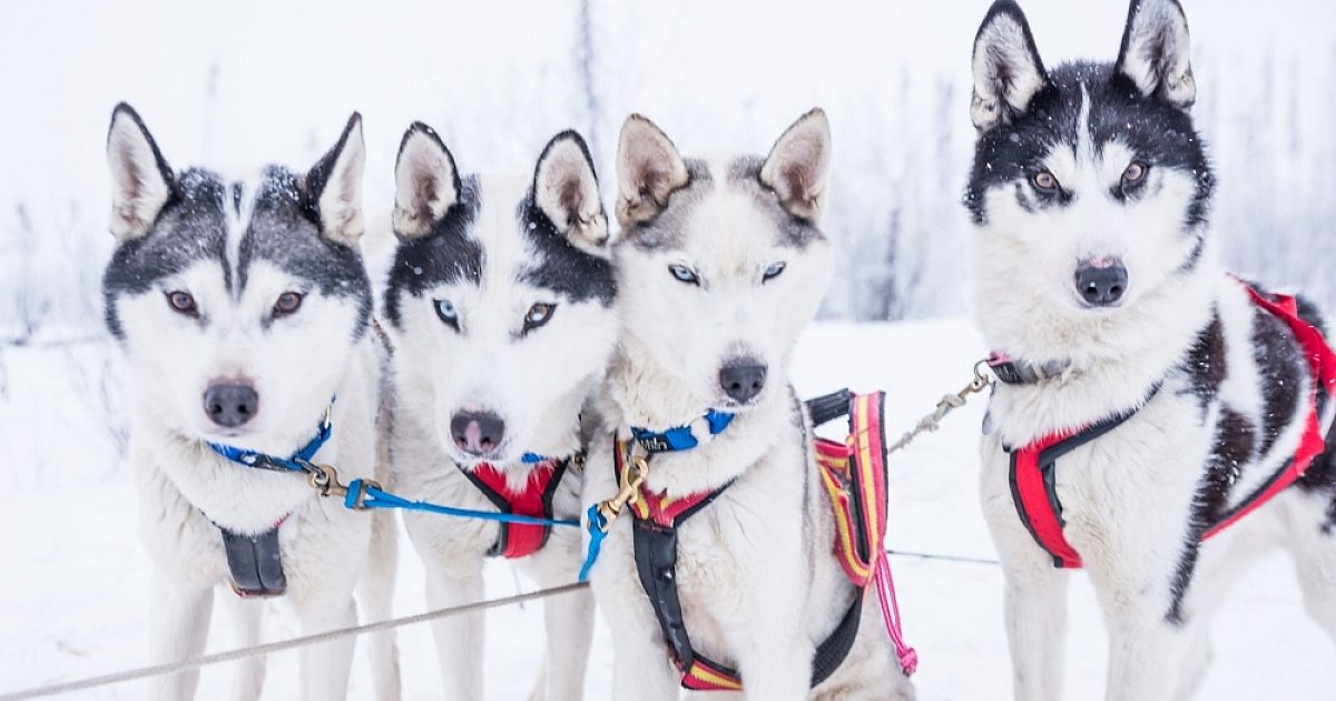 Arctic Dog Adventure Co | Year Round Dog Sledding in Fairbanks