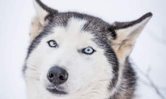 Â Whitney Mc Laren 0016 Lisbet Norris Arctic Dog Adventure Co alaska untitled