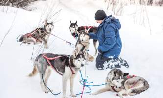 Â Whitney Mc Laren 0153 Lisbet Norris Arctic Dog Adventure Co alaska untitled