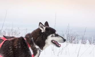 Â Whitney Mc Laren 0173 Lisbet Norris Arctic Dog Adventure Co alaska untitled