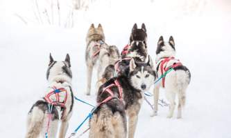 Â Whitney Mc Laren 0174 Lisbet Norris Arctic Dog Adventure Co alaska untitled
