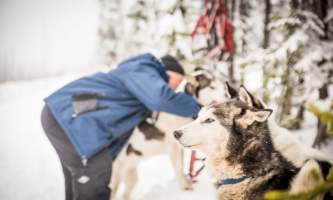 Â Whitney Mc Laren 0639 Lisbet Norris Arctic Dog Adventure Co alaska untitled