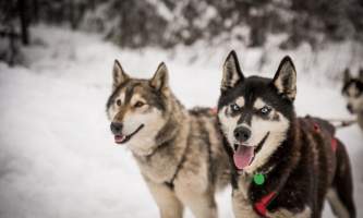 Â Whitney Mc Laren 0857 Lisbet Norris Arctic Dog Adventure Co alaska untitled