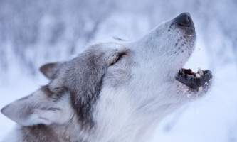 Â Whitney Mc Laren 2210 Lisbet Norris Arctic Dog Adventure Co alaska untitled