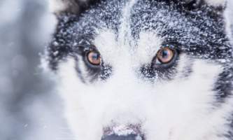 Â Whitney Mc Laren 2467 Lisbet Norris Arctic Dog Adventure Co alaska untitled
