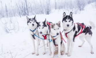 Â Whitney Mc Laren 2496 Lisbet Norris Arctic Dog Adventure Co alaska untitled