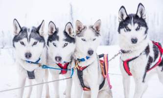 Â Whitney Mc Laren 2506 Lisbet Norris Arctic Dog Adventure Co alaska untitled