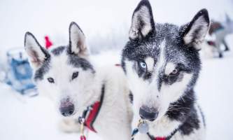 Â Whitney Mc Laren 2536 Lisbet Norris Arctic Dog Adventure Co alaska untitled