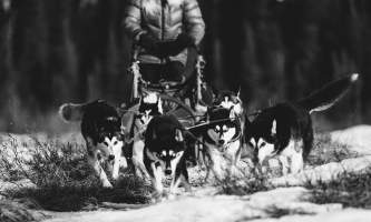 Swamp team Lisbet Norris Arctic Dog Adventure Co alaska untitled