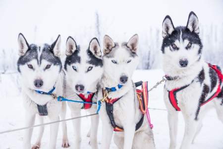how much weight can a team of sled dogs pull