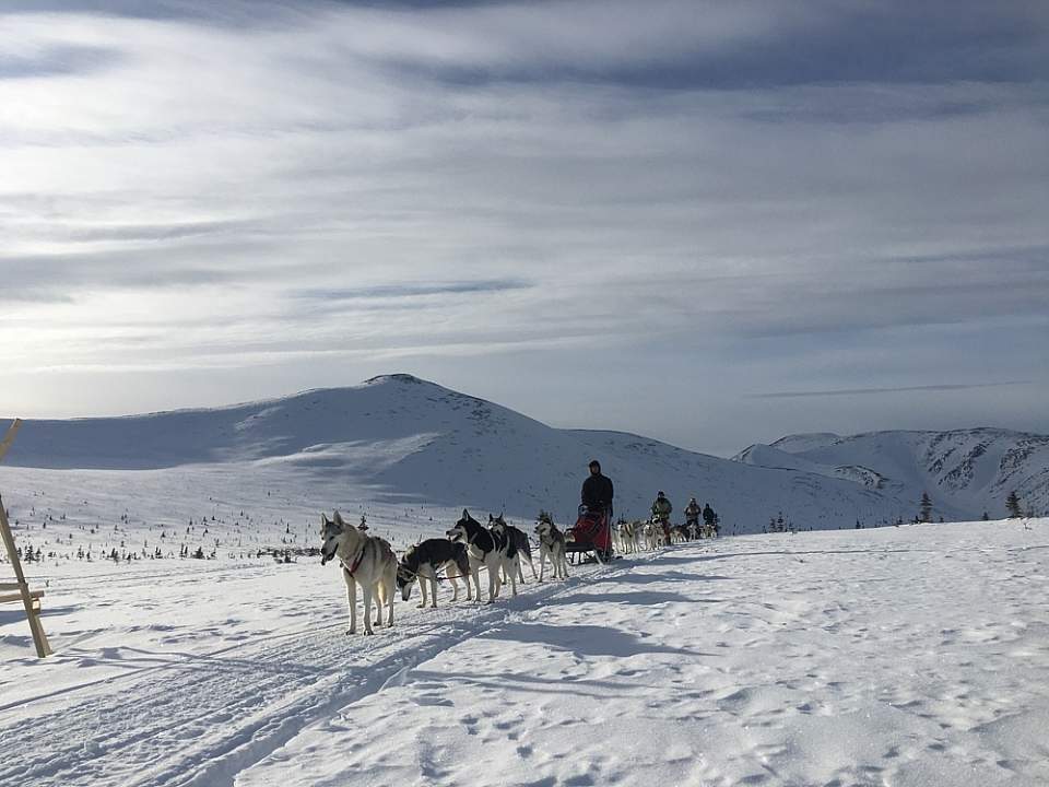 Feel the thrill of powerful Siberian Huskies pulling you across the frozen tundra