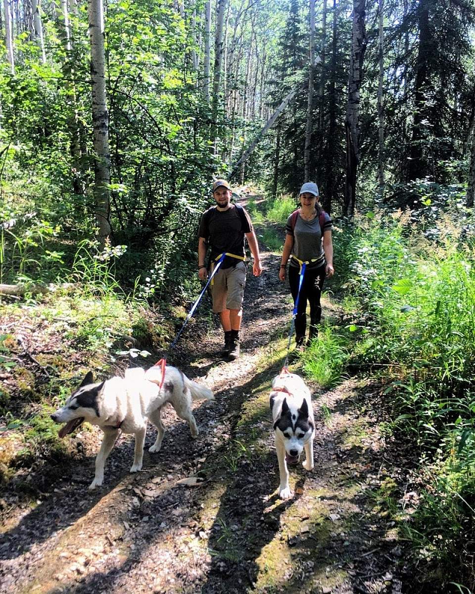 Summer hiking tours with the huskies are great for the whole family