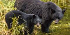 Black Bear & Wildlife Exploration
