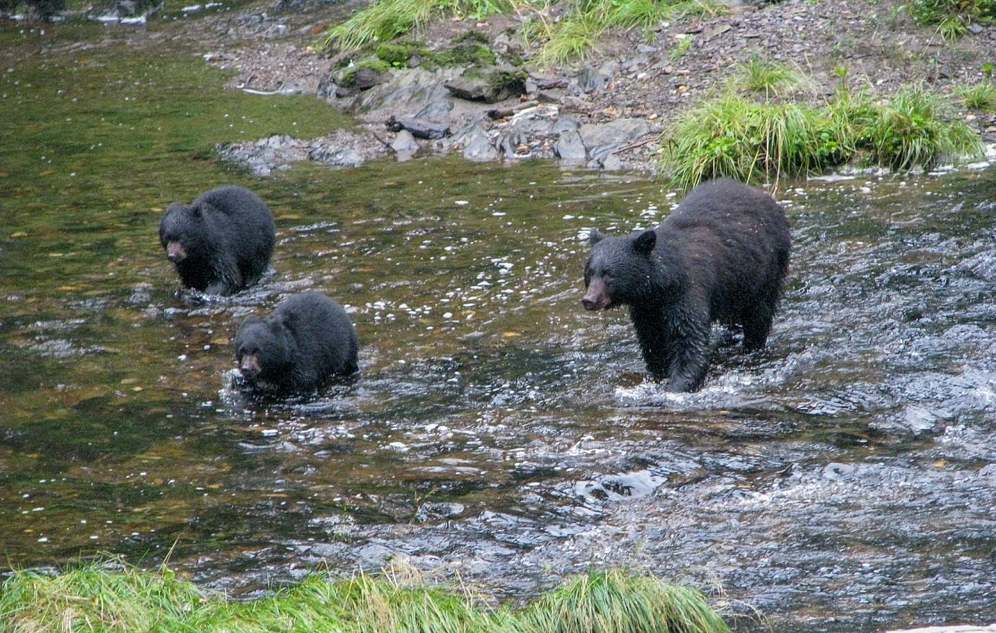 Three black bears fishing for salmon in Eagle Creek.