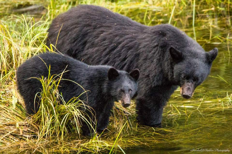 A mama black bear and her cub.