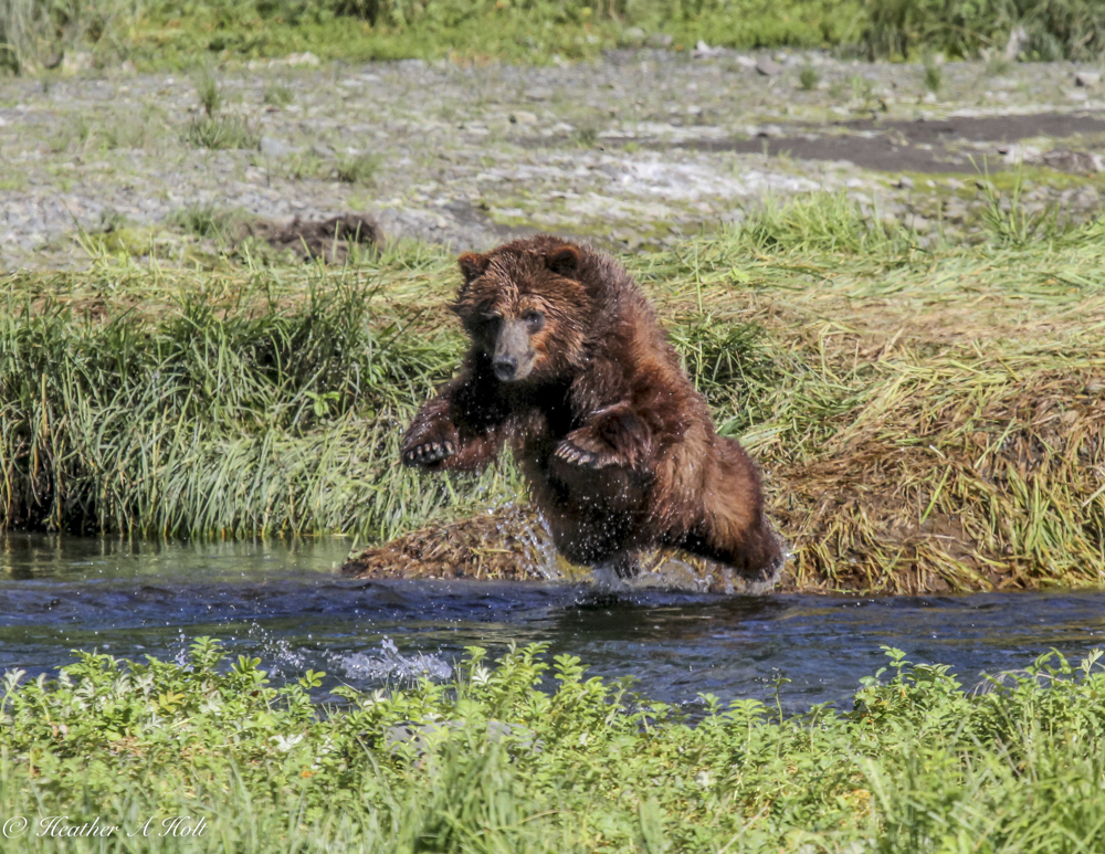 Bear-Creek-Outfitters-Bear-