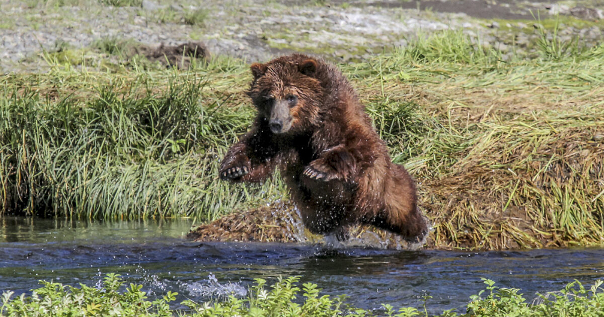 Bear Creek Outfitters: Bear Viewing | ALASKA.ORG