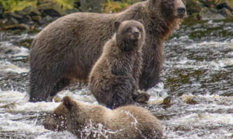 Bear Creek Outfitters Bear Viewing 0178