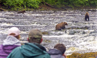 Bear Creek Outfitters Bear Viewing 07 28 2015 Bears3