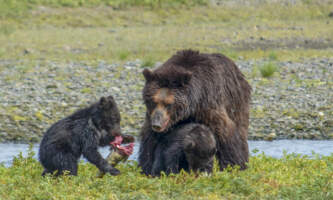 Bear Creek Outfitters Bear Viewing 1078