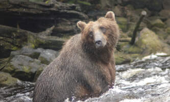 Bear Creek Outfitters Bear Viewing Copy of 20220807 134444 1