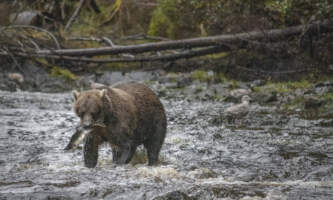 Bear Creek Outfitters Bear Viewing SWR 8647