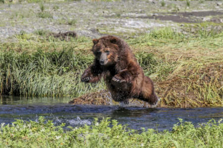 Bear Creek Outfitters: Bear Viewing