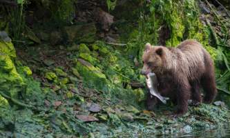 00151743 Chrystal Rozander alaska bear paw charters sitka