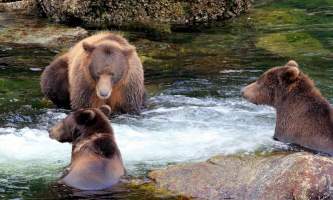Bears in water Chrystal Rozander alaska bear paw charters sitka