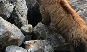Brown bear 2 year old Chrystal Rozander alaska bear paw charters sitka