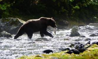 Brown warm springs 5 Chrystal Rozander alaska bear paw charters sitka