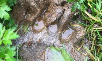Fresh Bear paw Chrystal Rozander alaska bear paw charters sitka