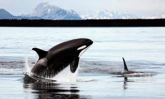 Orcas jump Chrystal Rozander alaska bear paw charters sitka