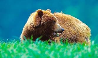 Austin bear Chrystal Rozander alaska bear paw charters sitka