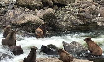 Bears at weir Chrystal Rozander alaska bear paw charters sitka