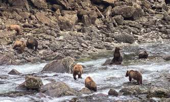 Bears fishing falls Chrystal Rozander alaska bear paw charters sitka