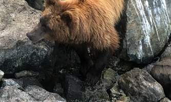 Brown bear 2 old Chrystal Rozander alaska bear paw charters sitka
