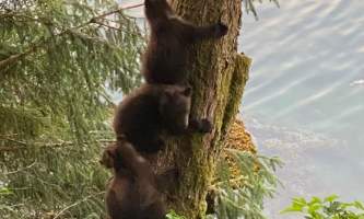 Orphans treed Chrystal Rozander alaska bear paw charters sitka