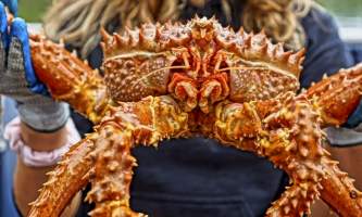 Madison crab by Jennifer Nelson