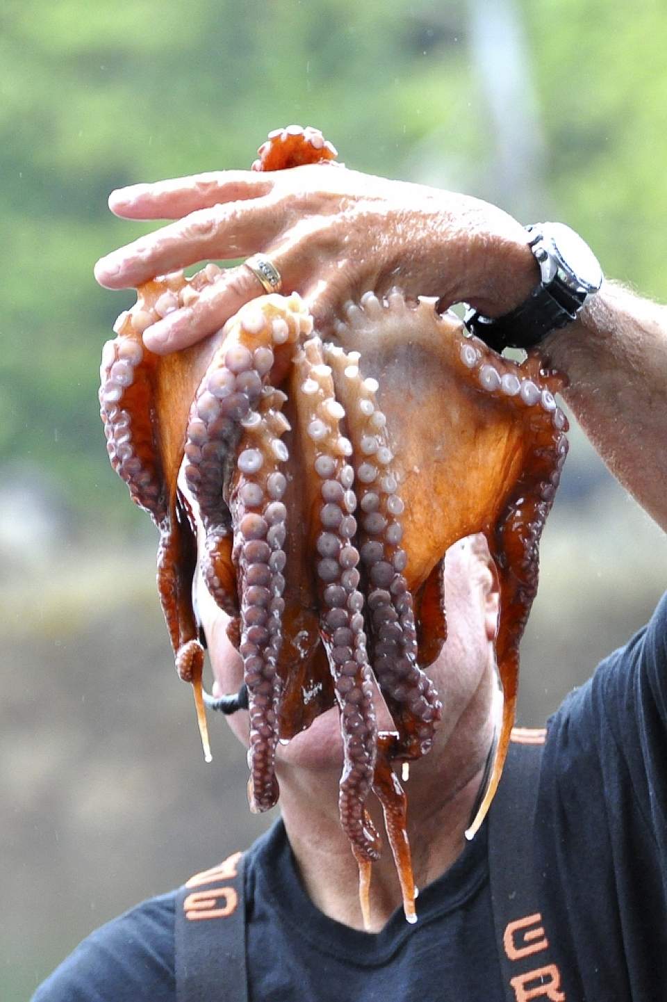 Madison David with sticky octopus by Sue Leatherdale