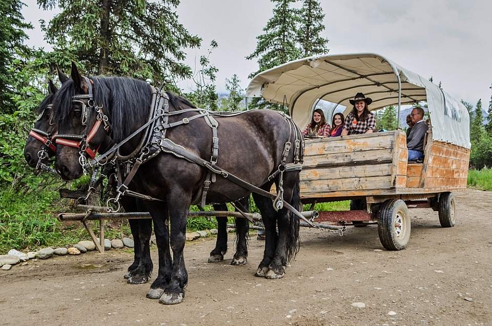 conestoga wagon with horses