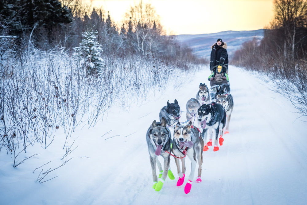 A team of sled dogs races down a winter trail