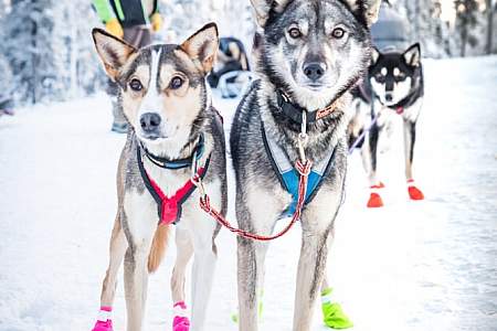 Alaska Dog Sledding  The Only 5.0 Star Rated Mushing Tour in Fairbanks