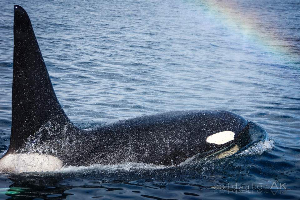Look for humpback and orca whales, birds, sea otters and more