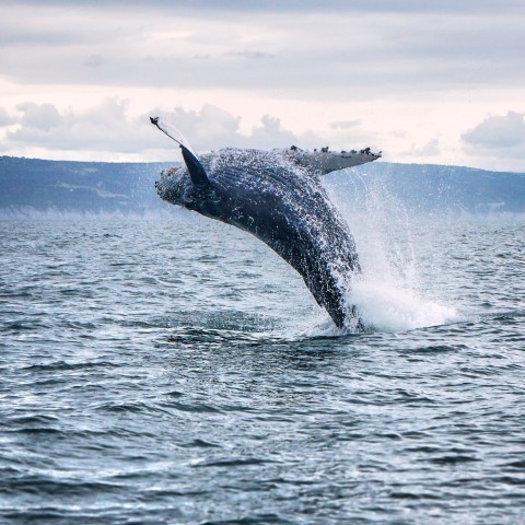 Look for humpback and orca whales, birds, sea otters and more
