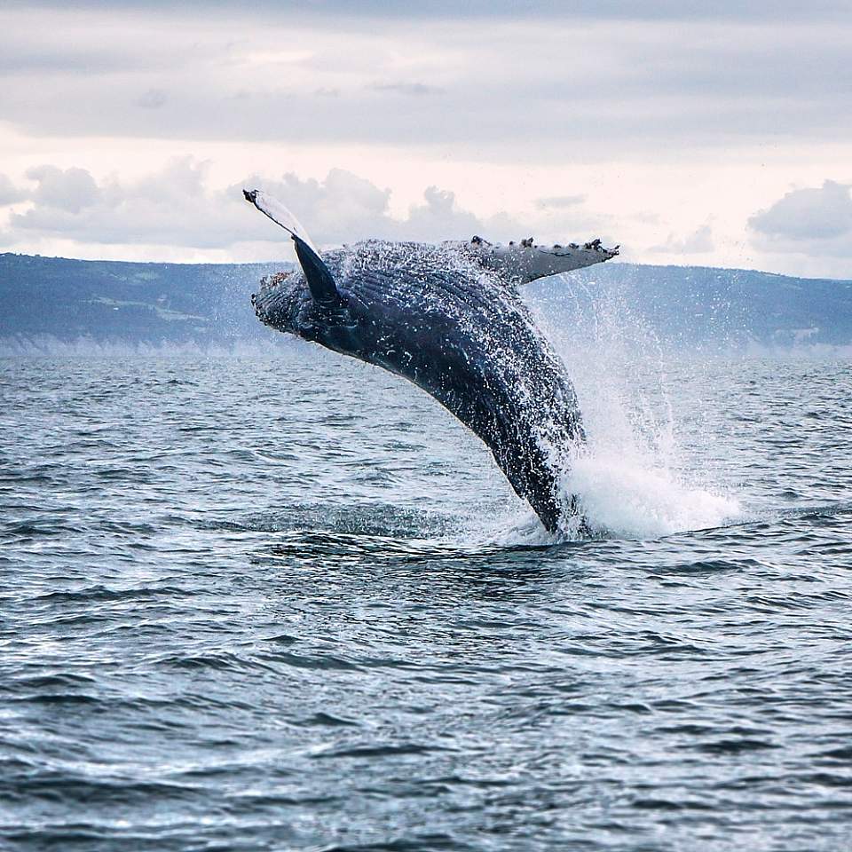 Look for humpback and orca whales, birds, sea otters and more