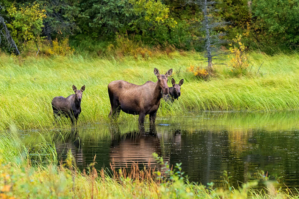 The Denali Highway offers unmatched photo ops. From dramatic landscapes to wildlife sightings, this 3-hour excursion is a must for photography lovers.