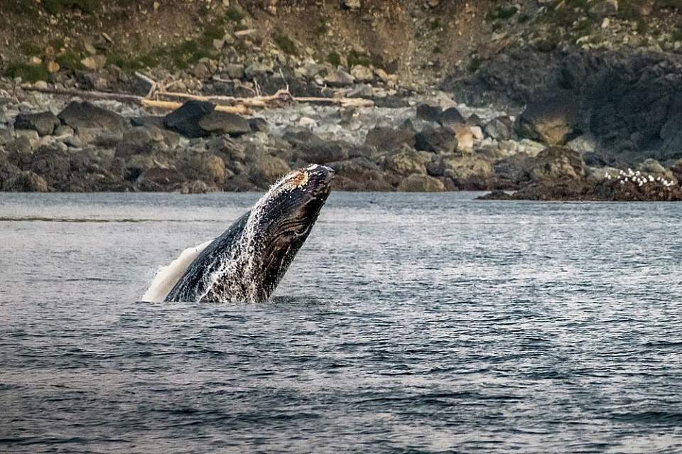 Destination Alaska Custom Wildlife Cruise water6 Scott