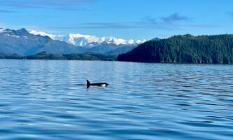 IMG 30242025alaska org untitled