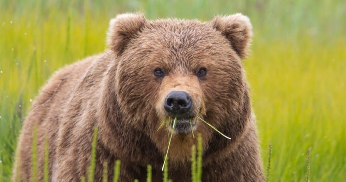 Discovery Voyages Brown Bear and Calving Glaciers | ALASKA.ORG